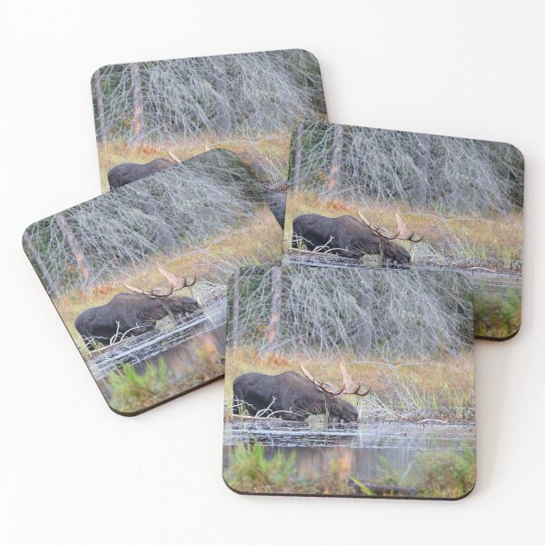 Item preview, Alce macho en el Parque Algonquin, Canadá designed and sold by James Cumming.