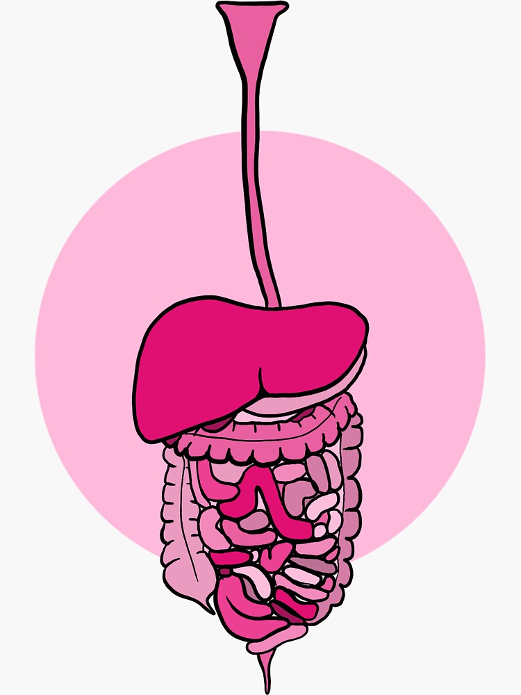 digestive system gif