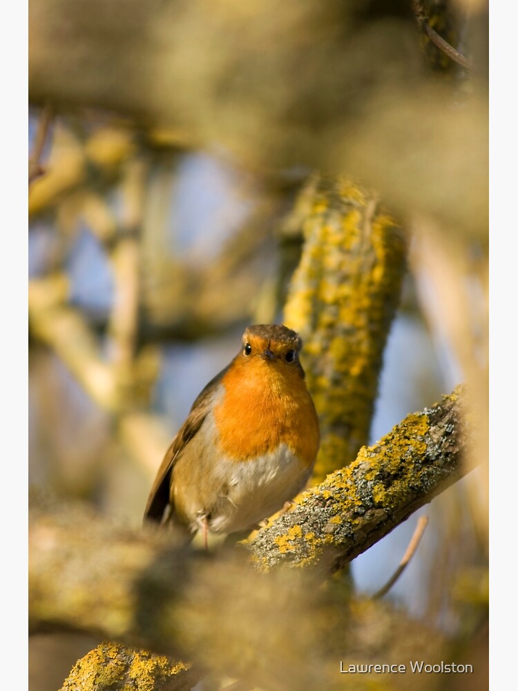 robin-red-breast-was-photographing-a-children-s-party-toda-flickr