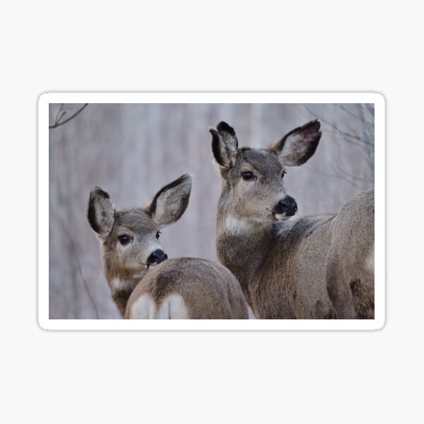 Mule Deer - Looking Back Sticker