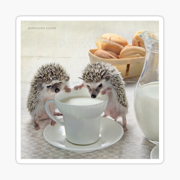 Good morning with hedgehogs Sticker