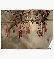 Salami tree Poster