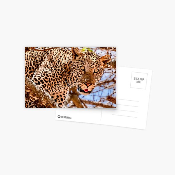Item preview, Leopard in Tree  designed and sold by Six Directions  Photography.