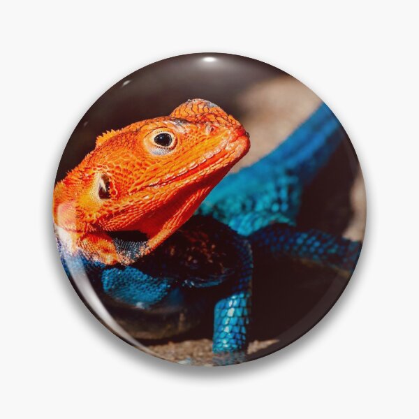 Item preview, Agama Lizard designed and sold by Six Directions  Photography.
