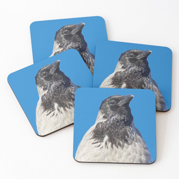 Item preview, Hooded crow headshot with transparent backgroud designed and sold by Jouko Lehto Photography.