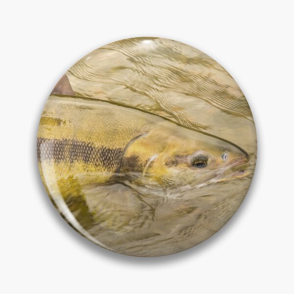 Item preview, A Chum salmon about to be released back into the river by a fisherman designed and sold by SnapTPhotograph.