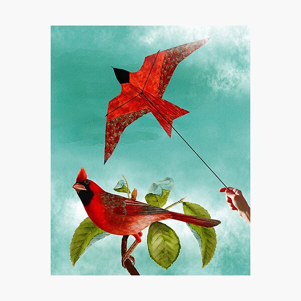 Fly Free Kite Bird Collage Photographic Print