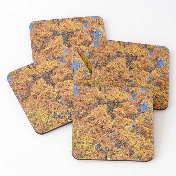 Item preview, Shagbark Hickory designed and sold by LynyrdSky.