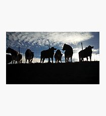 Cows Hanging Out. Photographic Print