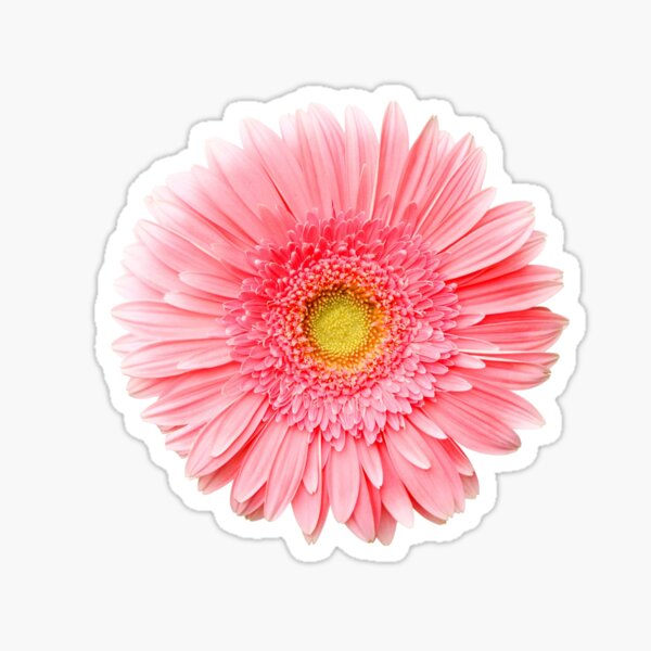 Flower Power, Pink Fresh Gerbera Sticker