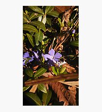 Hidden Flower. Photographic Print