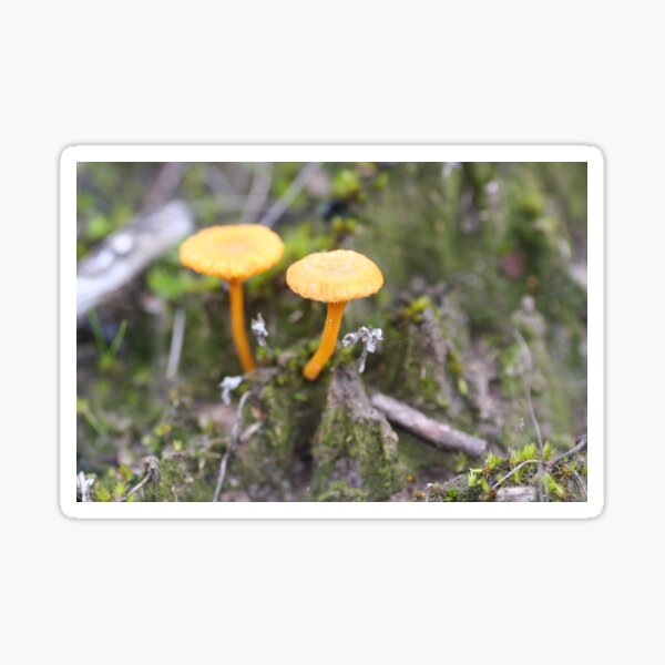 Item preview, Little Mushrooms designed and sold by Leanne Davis.