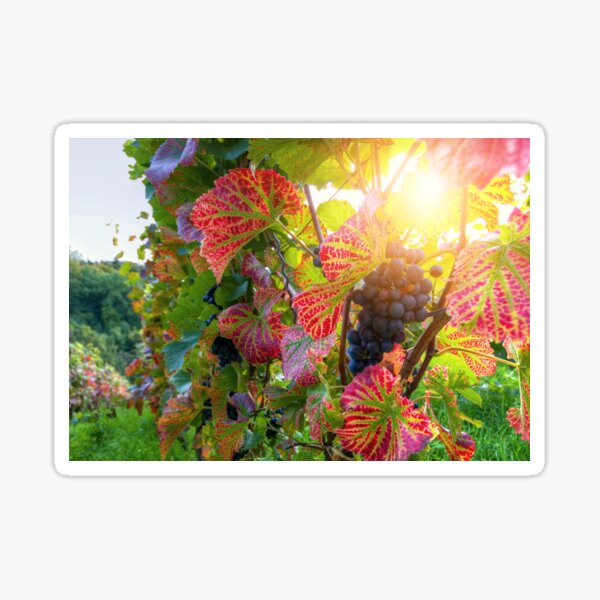 Item preview, grapevine designed and sold by Steffen Gierok.