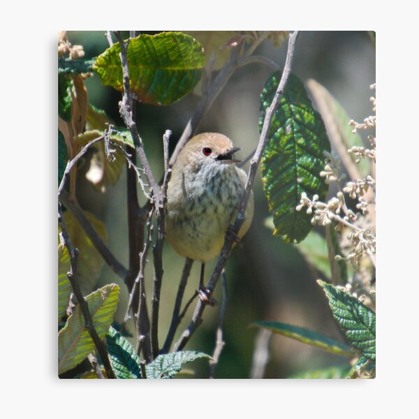 THORNBILL ~ Brown Thornbill 9uWfohXA by David Irwin 221220 Metal Print