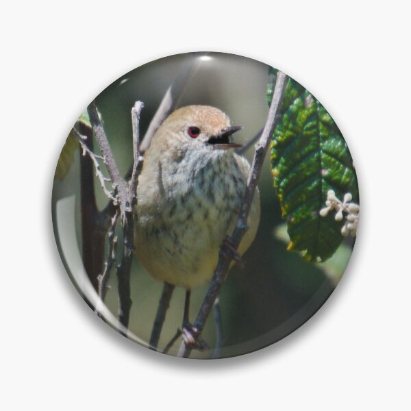 THORNBILL ~ Brown Thornbill 9uWfohXA by David Irwin 221220 Pin
