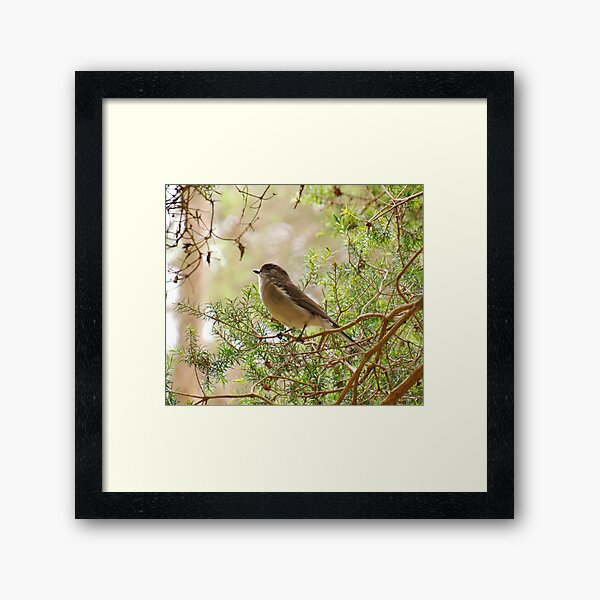 WHISTLER ~ Golden Whistler KFV8GG6L by David Irwin 221220 Framed Art Print