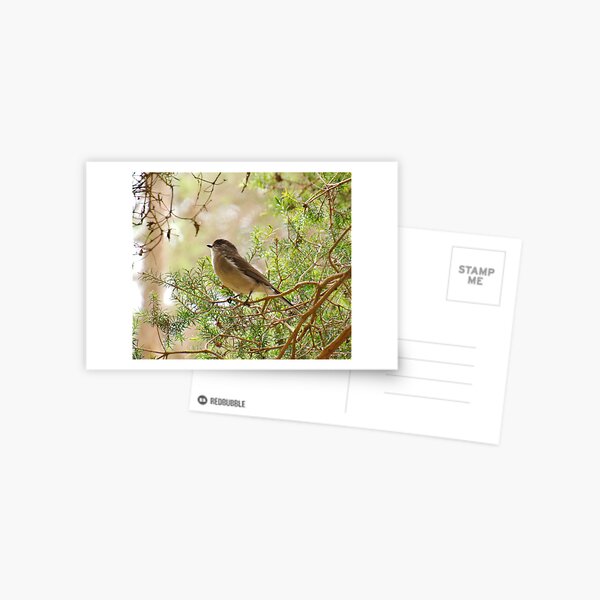 WHISTLER ~ Golden Whistler KFV8GG6L by David Irwin 221220 Postcard
