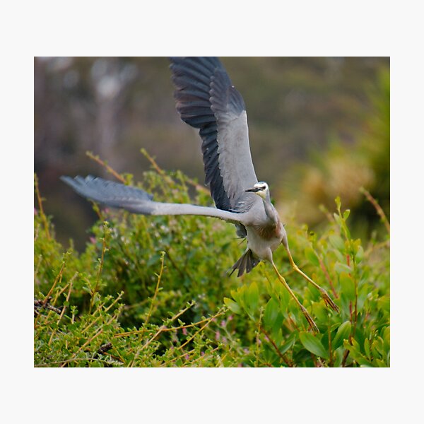 WADER ~ White-faced Heron PGVN3S9Q by David Irwin 2020 Photographic Print