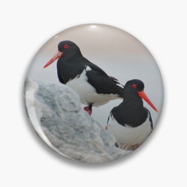 Artikelvorschau, SHOREBIRD ~ Gescheckter Austernfischer Uh6b7voc von David Irwin 221220 entworfen und verkauft von tasmanianartist.