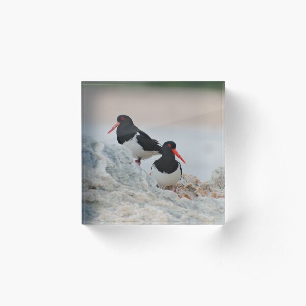SHOREBIRD ~ Pied Oystercatcher Uh6b7voc by David Irwin 221220 Acrylic Block