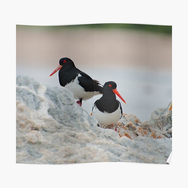 SHOREBIRD ~ Pied Oystercatcher Uh6b7voc by David Irwin 221220 Poster