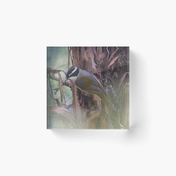 HONEYEATER ~ Strong-billed Honeyeater YsnndNu2 by David Irwin 221220 Acrylic Block