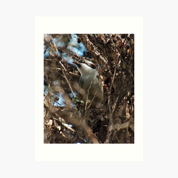 HONEYEATER ~ Strong-billed Honeyeater nK6kZgro by David Irwin 221220 Art Print