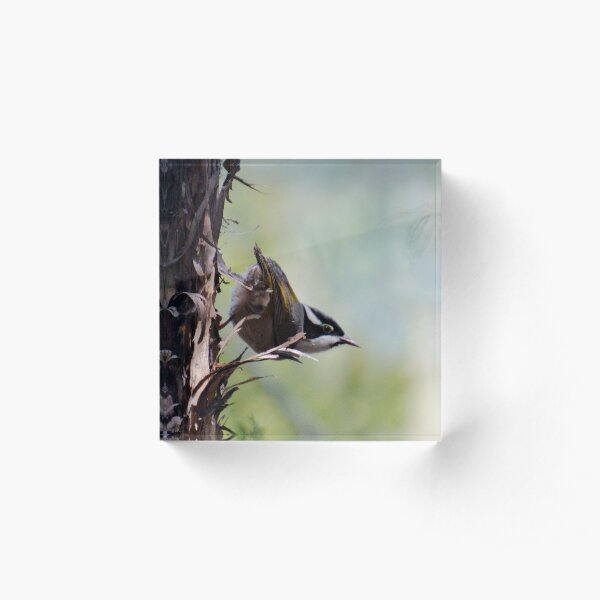 HONEYEATER ~ Strong-billed Honeyeater ctu3pxgY by David Irwin 221220 Acrylic Block