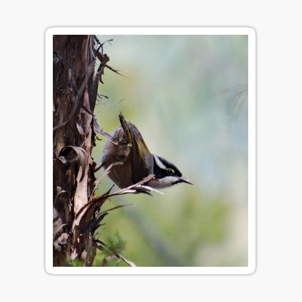HONEYEATER ~ Strong-billed Honeyeater ctu3pxgY by David Irwin 221220 Sticker