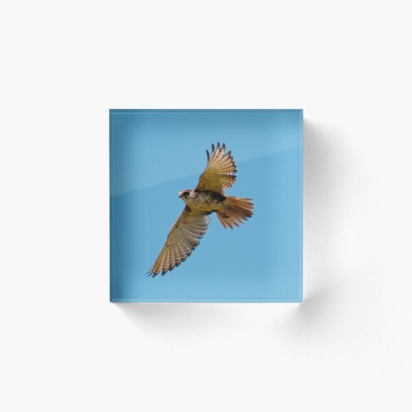 RAPTOR ~ Brown Falcon YCBWJELP by David Irwin 220 Acrylic Block