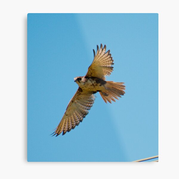 RAPTOR ~ Brown Falcon YCBWJELP by David Irwin 220 Metal Print