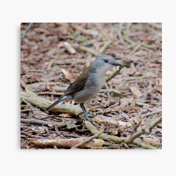 SHRIKETHRUSH ~ Grey Shrikethrush 44SRWD7Z by David Irwin 221220 Metal Print