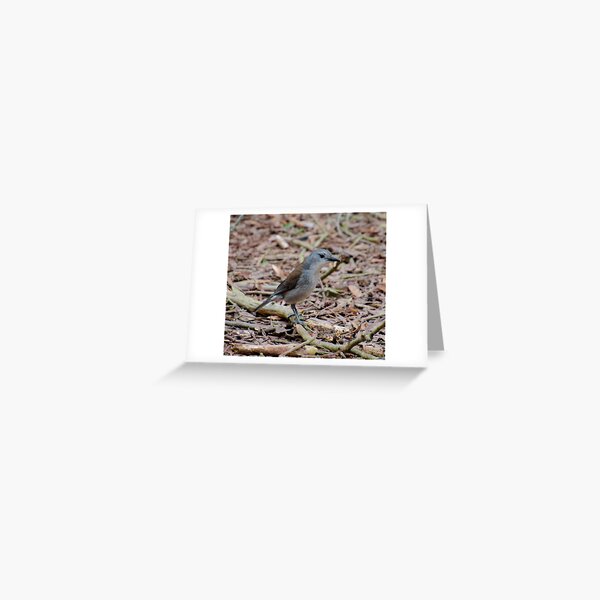 SHRIKETHRUSH ~ Grey Shrikethrush 44SRWD7Z by David Irwin 221220 Greeting Card