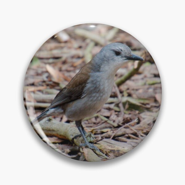 Item preview, SHRIKETHRUSH ~ Grey Shrikethrush 44SRWD7Z by David Irwin 221220 designed and sold by tasmanianartist.