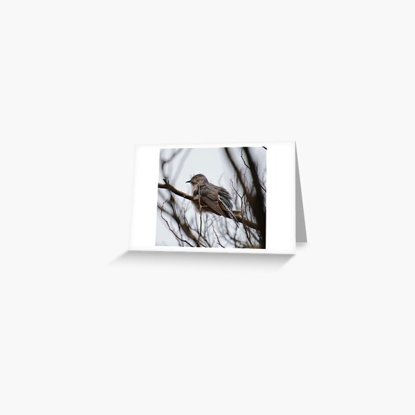 CUCKOO ~ Fan-tailed Cuckoo M243P22R by David Irwin 221220 Greeting Card