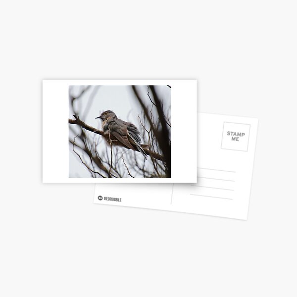 CUCKOO ~ Fan-tailed Cuckoo M243P22R by David Irwin 221220 Postcard