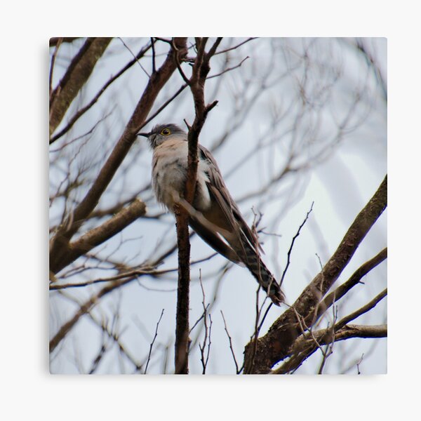 CUCKOO ~ Fan-tailed Cuckoo 7P8BHNEK 2 by David Irwin 221220 Canvas Print