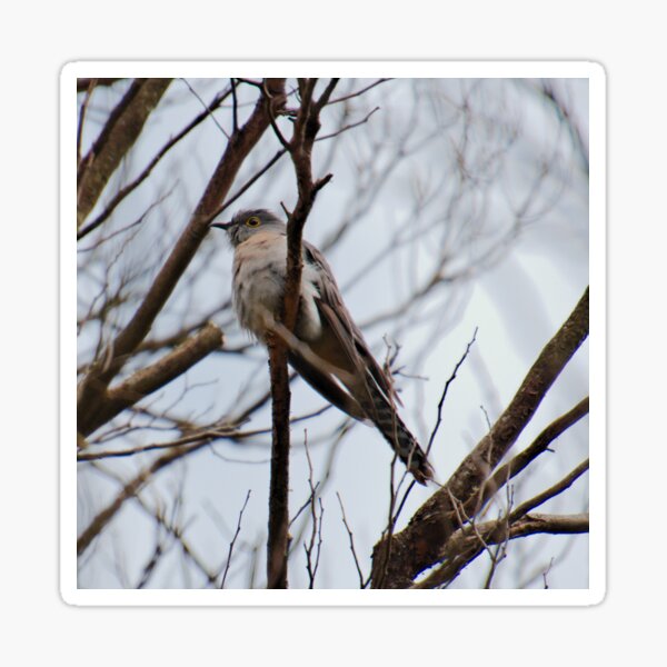 CUCKOO ~ Fan-tailed Cuckoo 7P8BHNEK 2 by David Irwin 221220 Sticker