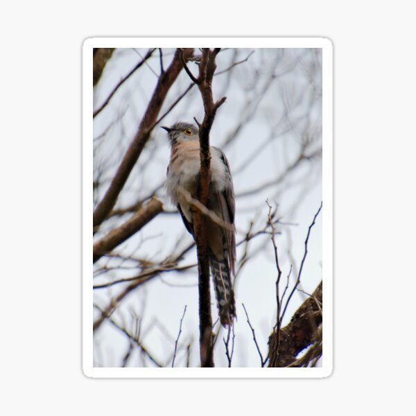 CUCKOO ~ Fan-tailed Cuckoo MXSM5HLU 3 by David Irwin 221220 Sticker