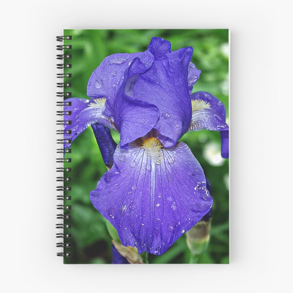 Artikelvorschau, Coole blau-violette Iris 'Sea Master' entworfen und verkauft von rvjames.