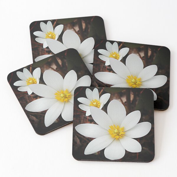 Item preview, Bloodroot flowers shining in the spring designed and sold by rvjames.