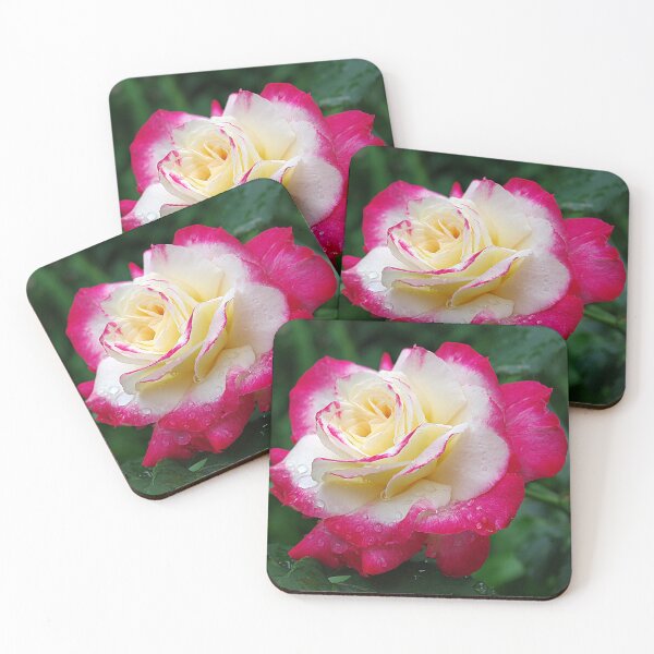 Artikelvorschau, Rot und Weiß, Double Delight Rose entworfen und verkauft von rvjames.