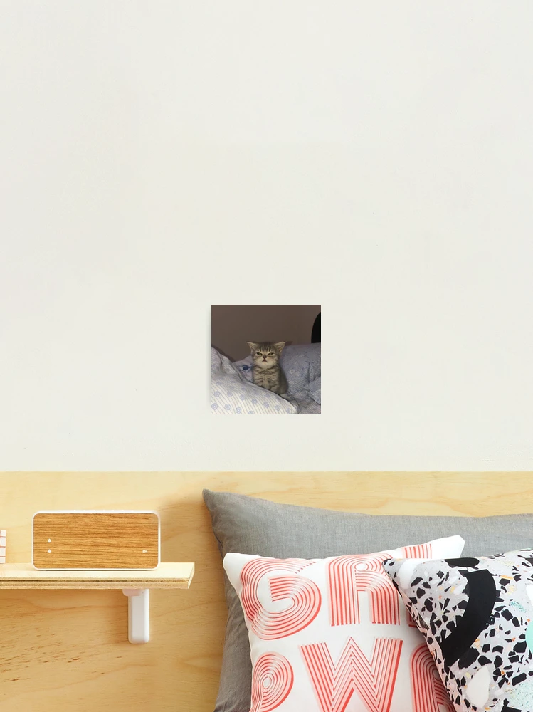 Angry Cat Photographic Print for Sale by TriforcePika