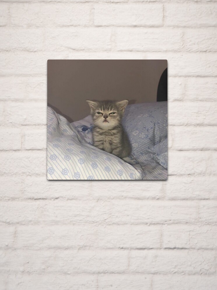 Angry cat aluminium wall art print