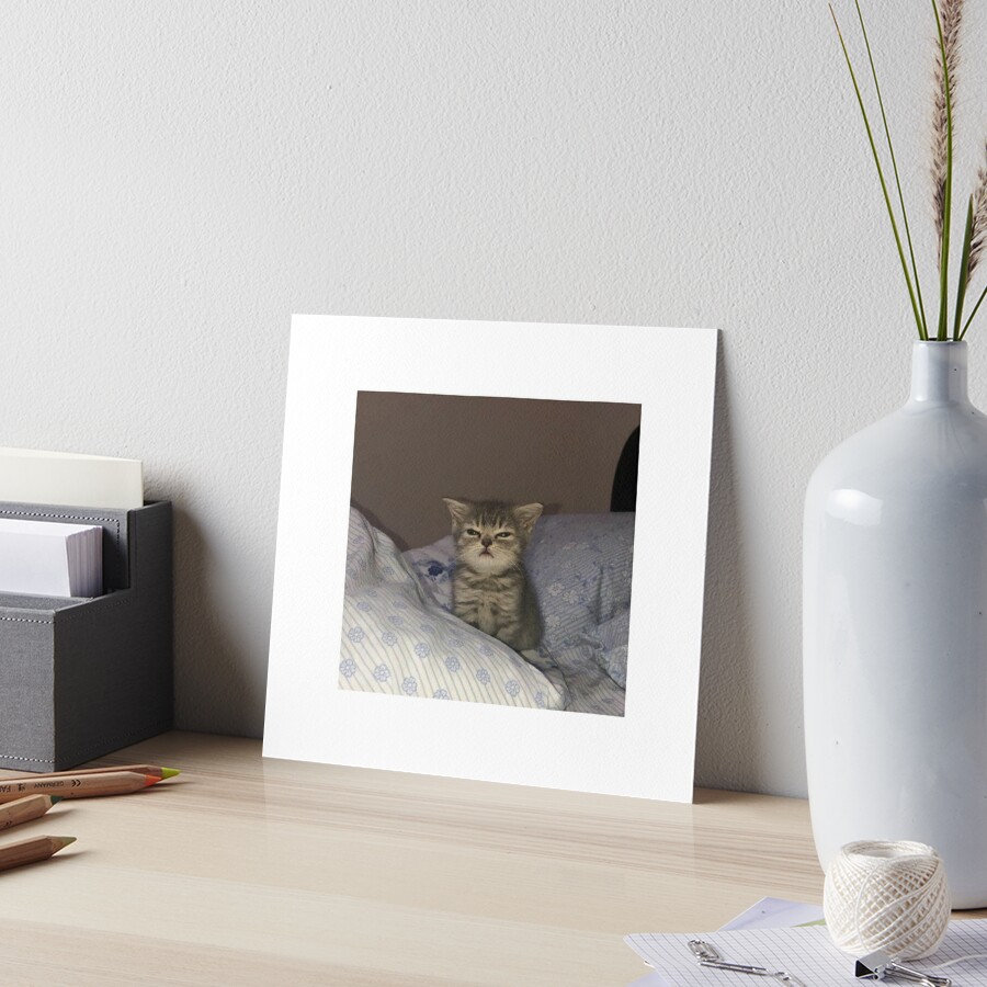 Angry Cat Photographic Print for Sale by TriforcePika