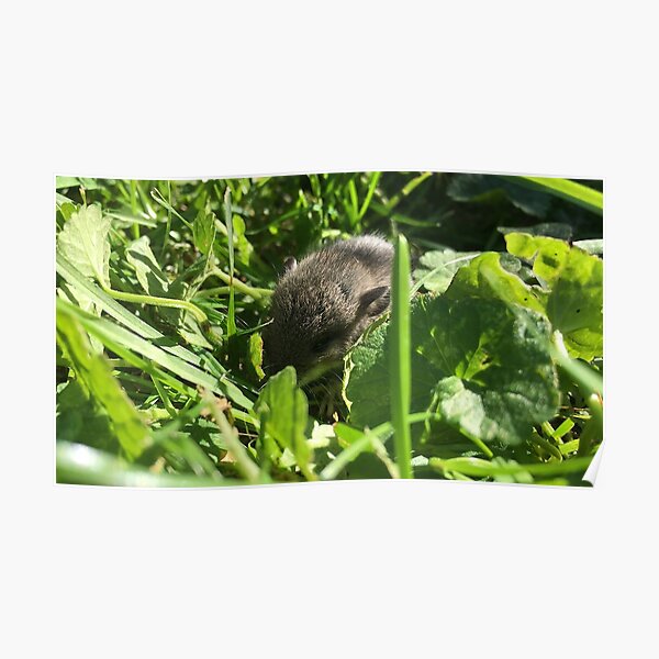 Posters Peque C3 B1o Rat C3 n Redbubble