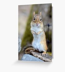 Adorable chipmunk Greeting Card