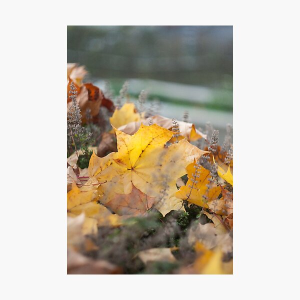 Item preview, Autumn leaves  designed and sold by AnnemarieArnu.