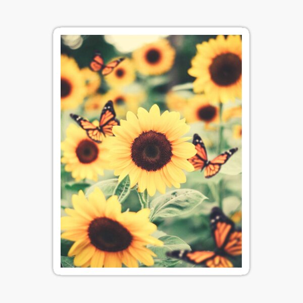 Download Sunflowers Clipart Stickers Redbubble