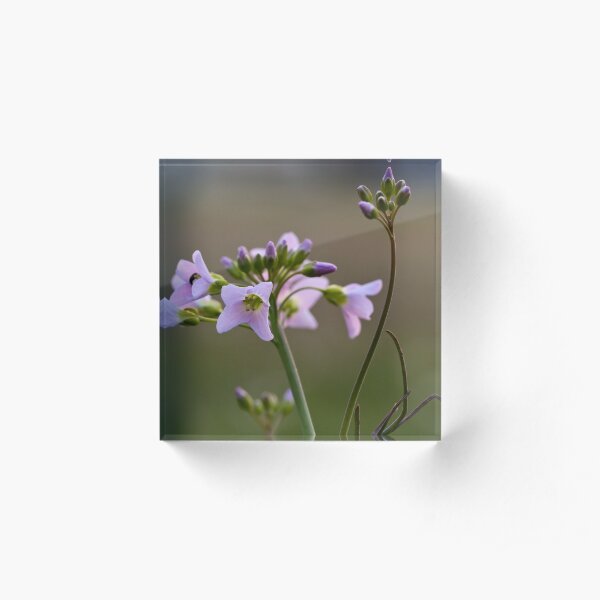 Meadowfoam Acrylic Block